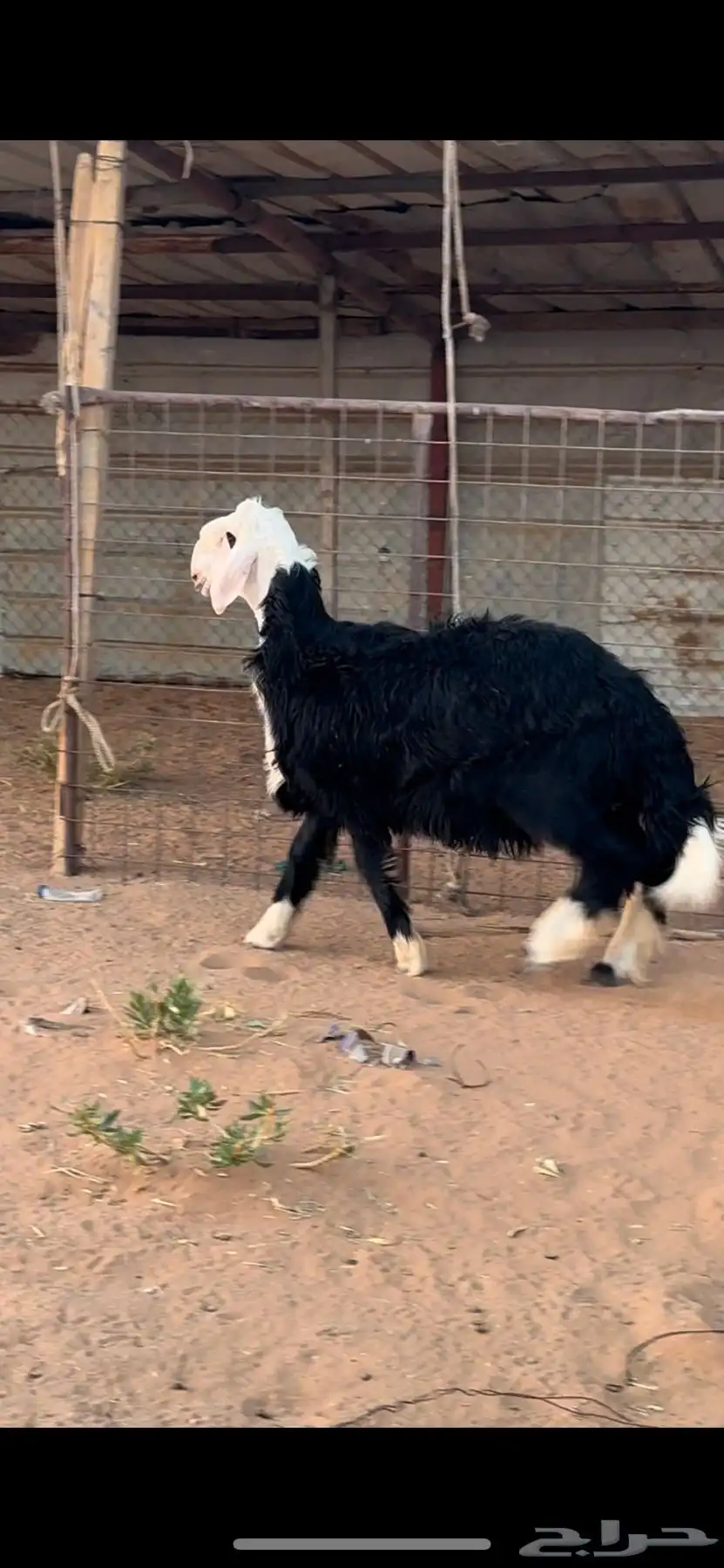 طلي نجدي جذع للبيع العمر 8شهور 2