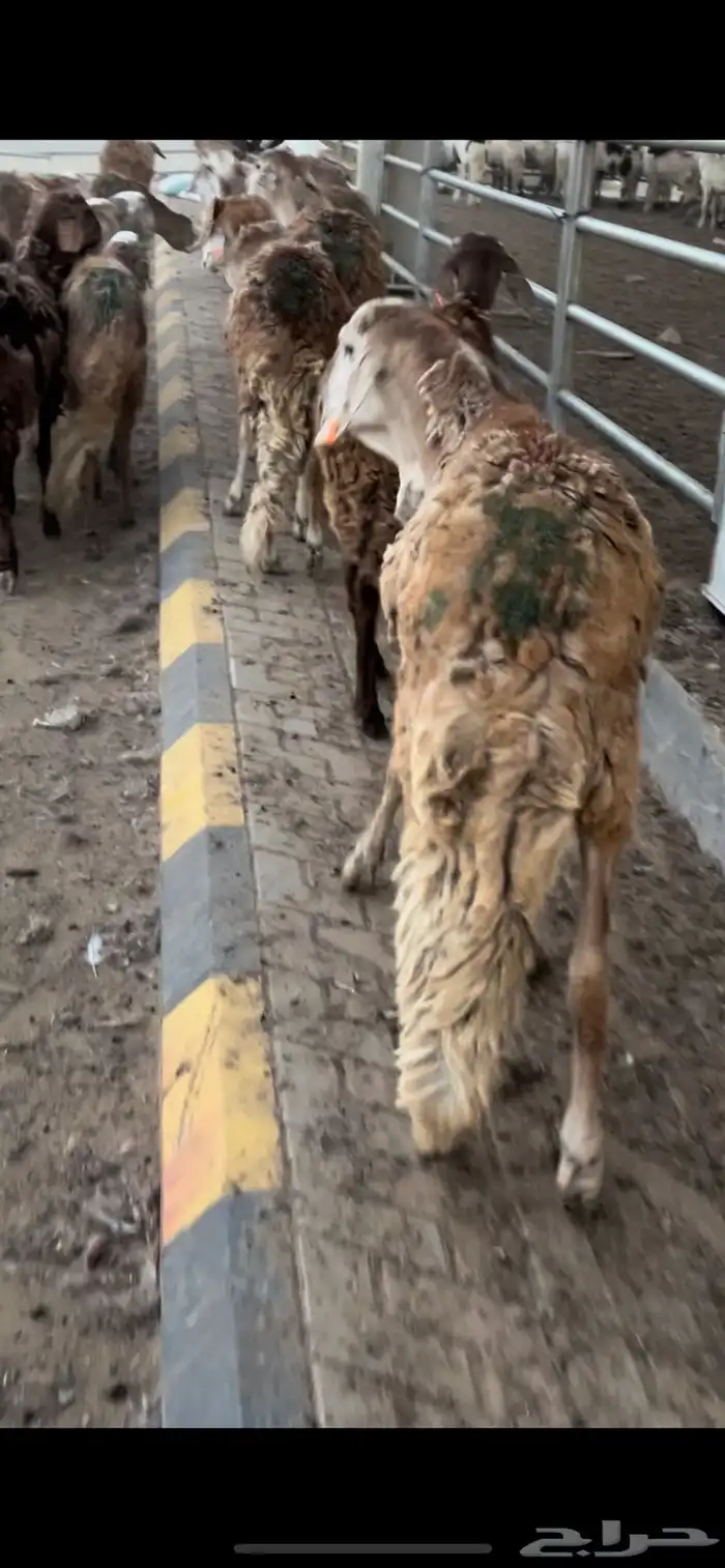 سواكني مرابي جذعان وثنيان مناسبات 3