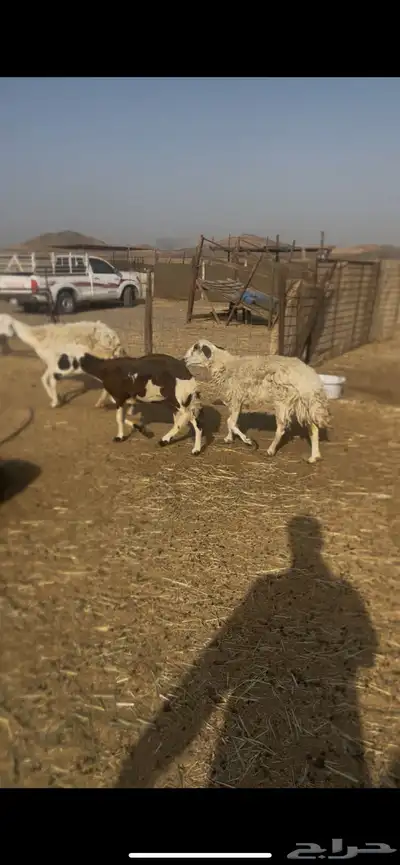 تم البيع 2