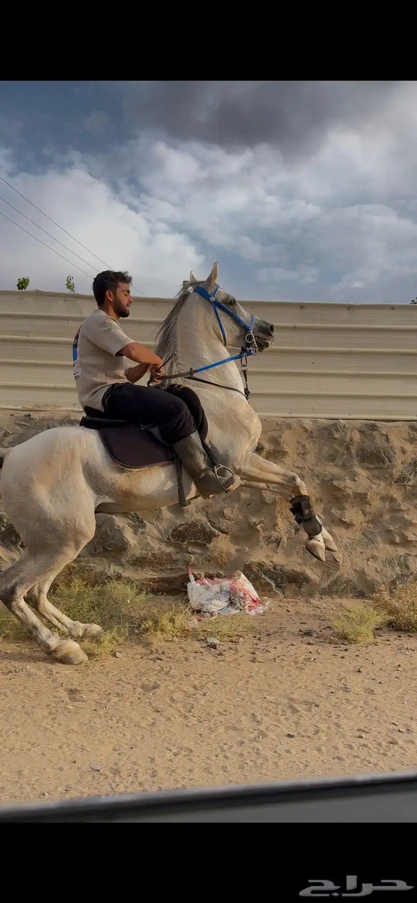 خيل للبيع 0