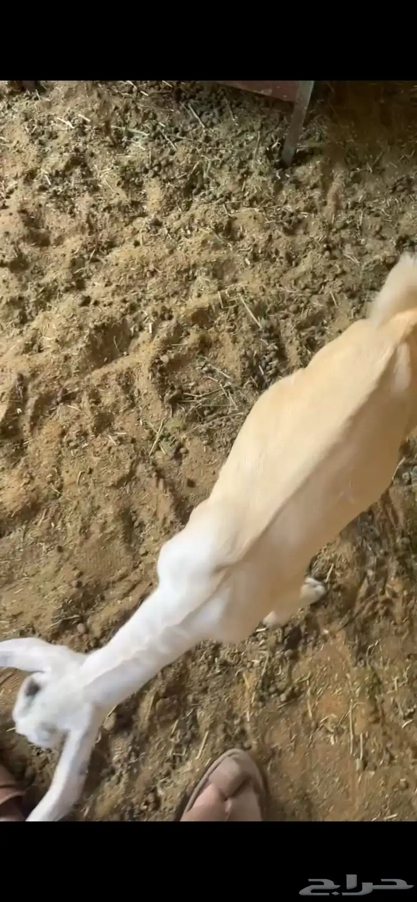 تيس داغور 1