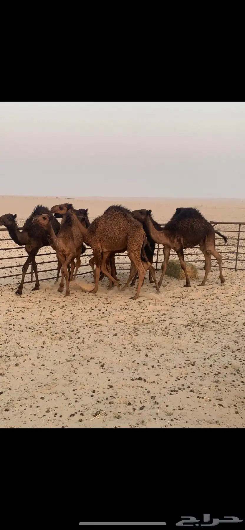 قعدان للبيع طيبه 1