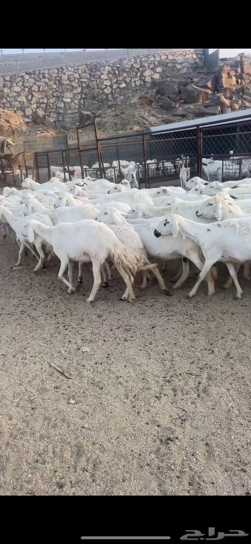 غنم دفع بفحلها 18