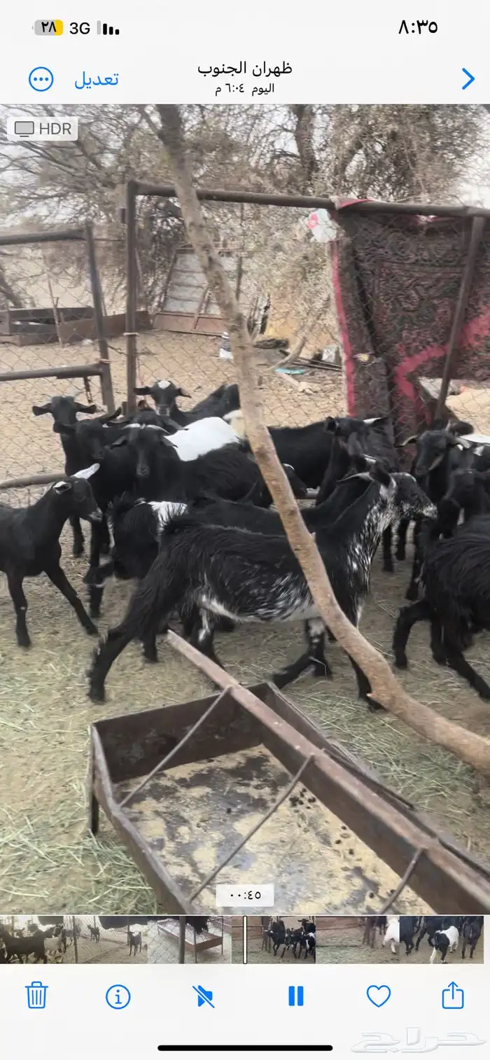 تيوس بلديه ويوجد مقطع فديو 2