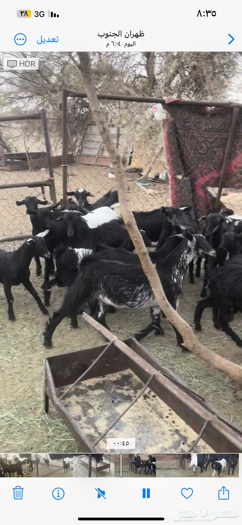 تيوس بلديه ويوجد مقطع فديو 2