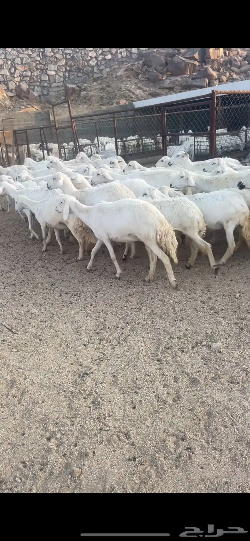 غنم دفع بفحلها 19
