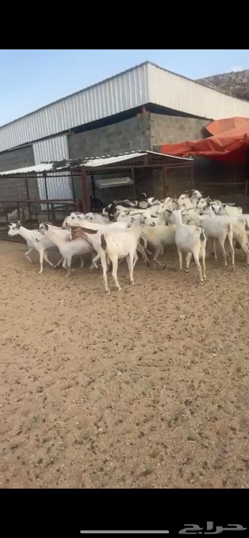 معزا دفع بفحلها 8