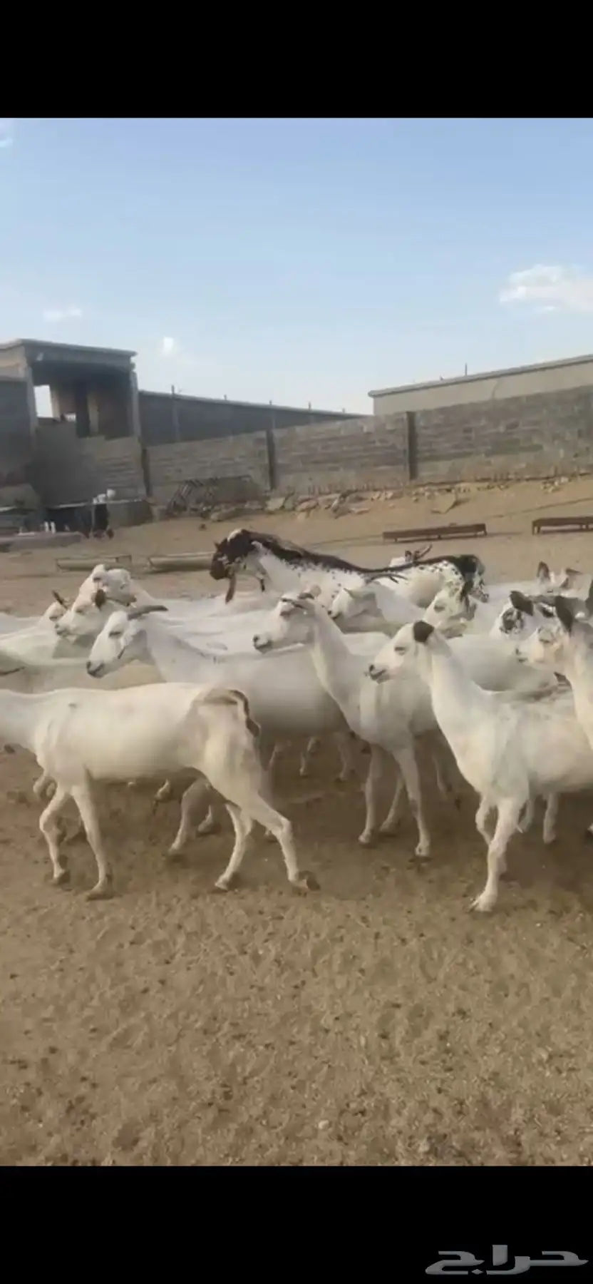 معزا دفع بفحلها 5