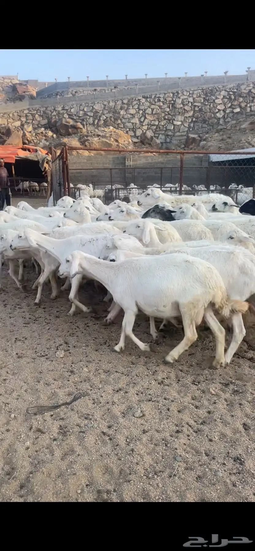 غنم دفع بفحلها 2