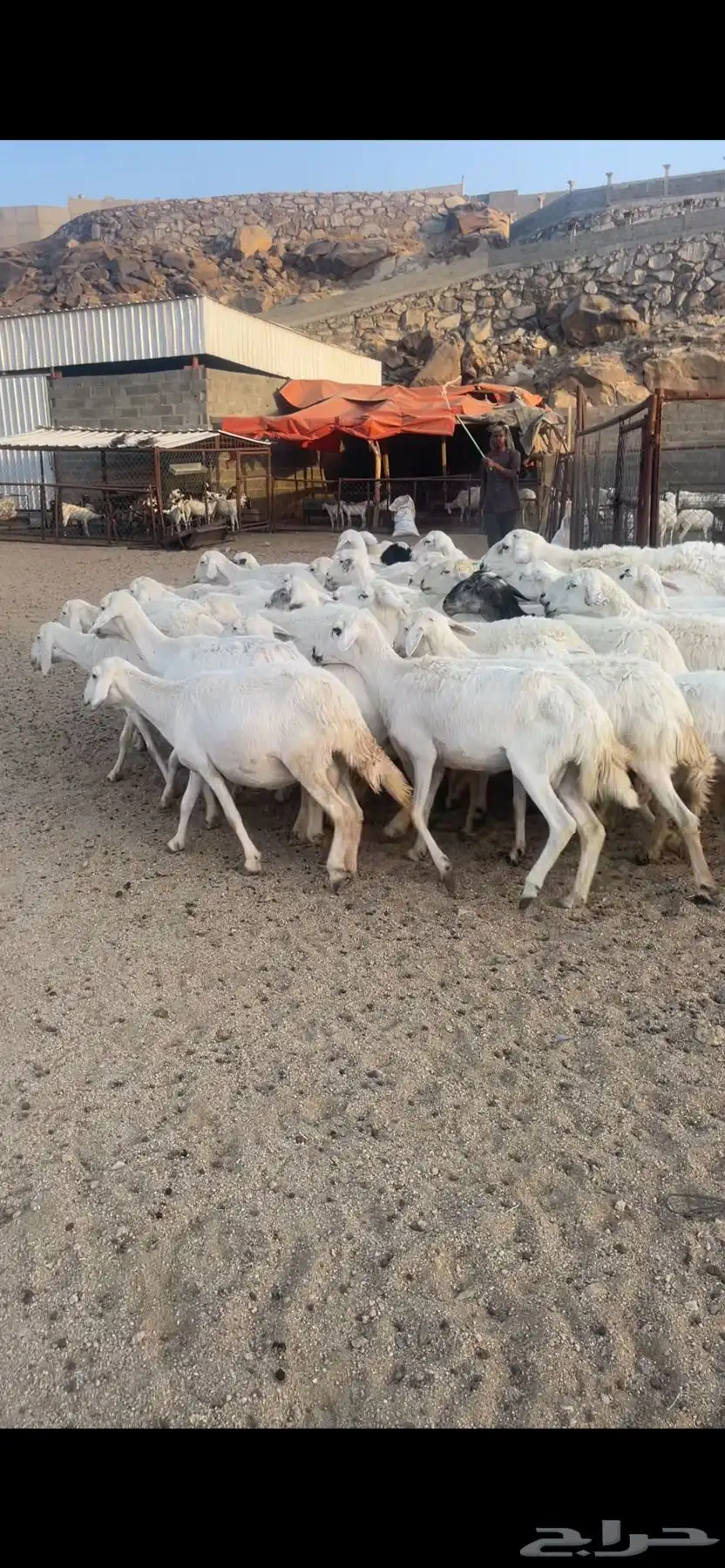 غنم دفع بفحلها 0