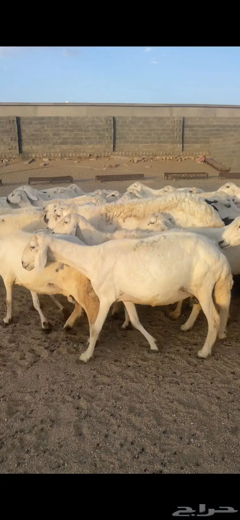 غنم دفع بفحلها 13