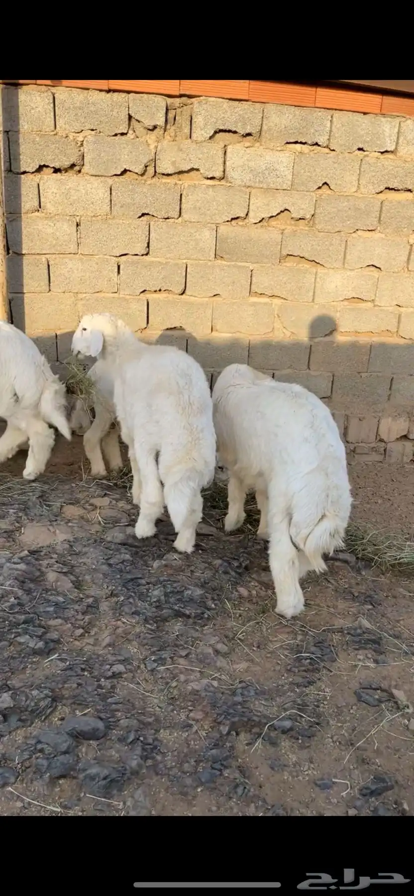 طليان مناسبات 0