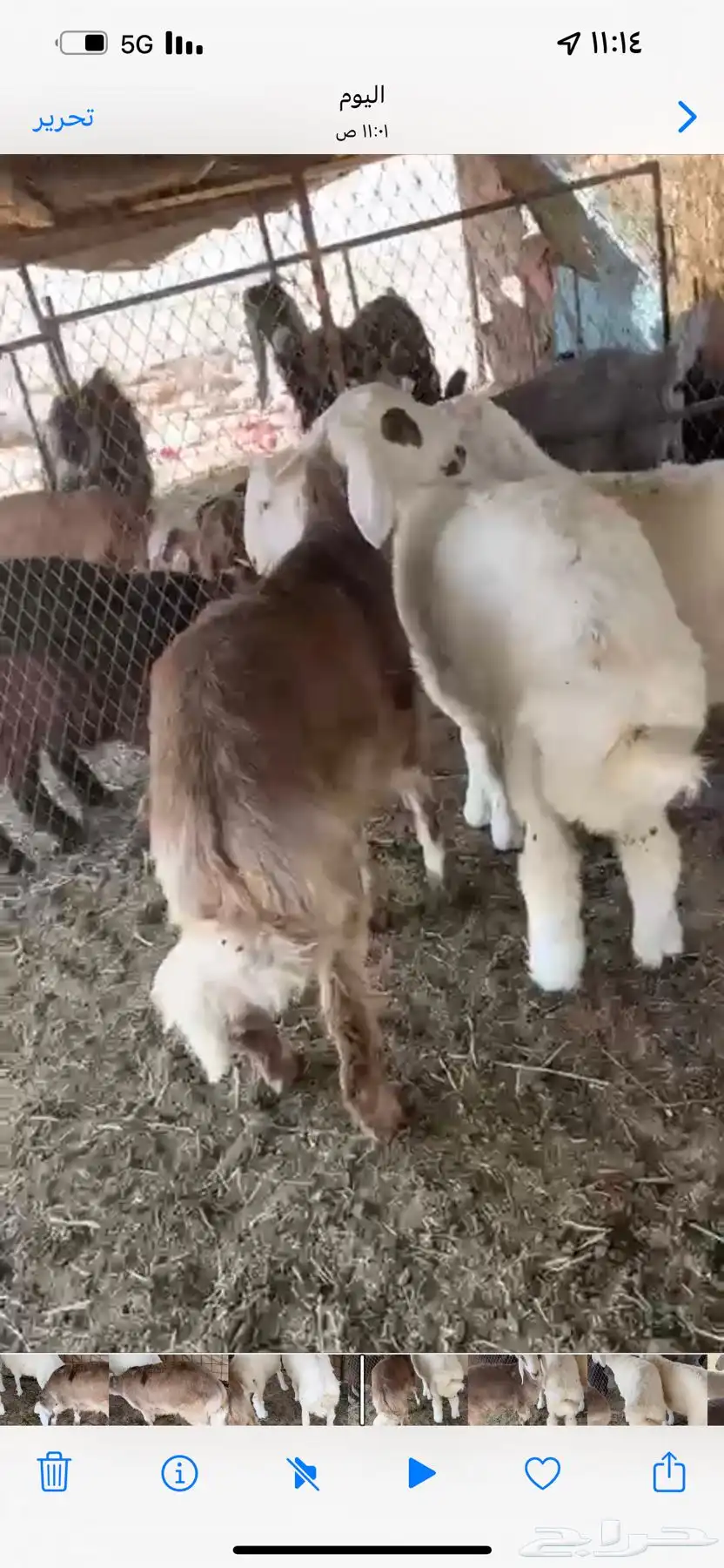 طليان حريه 0