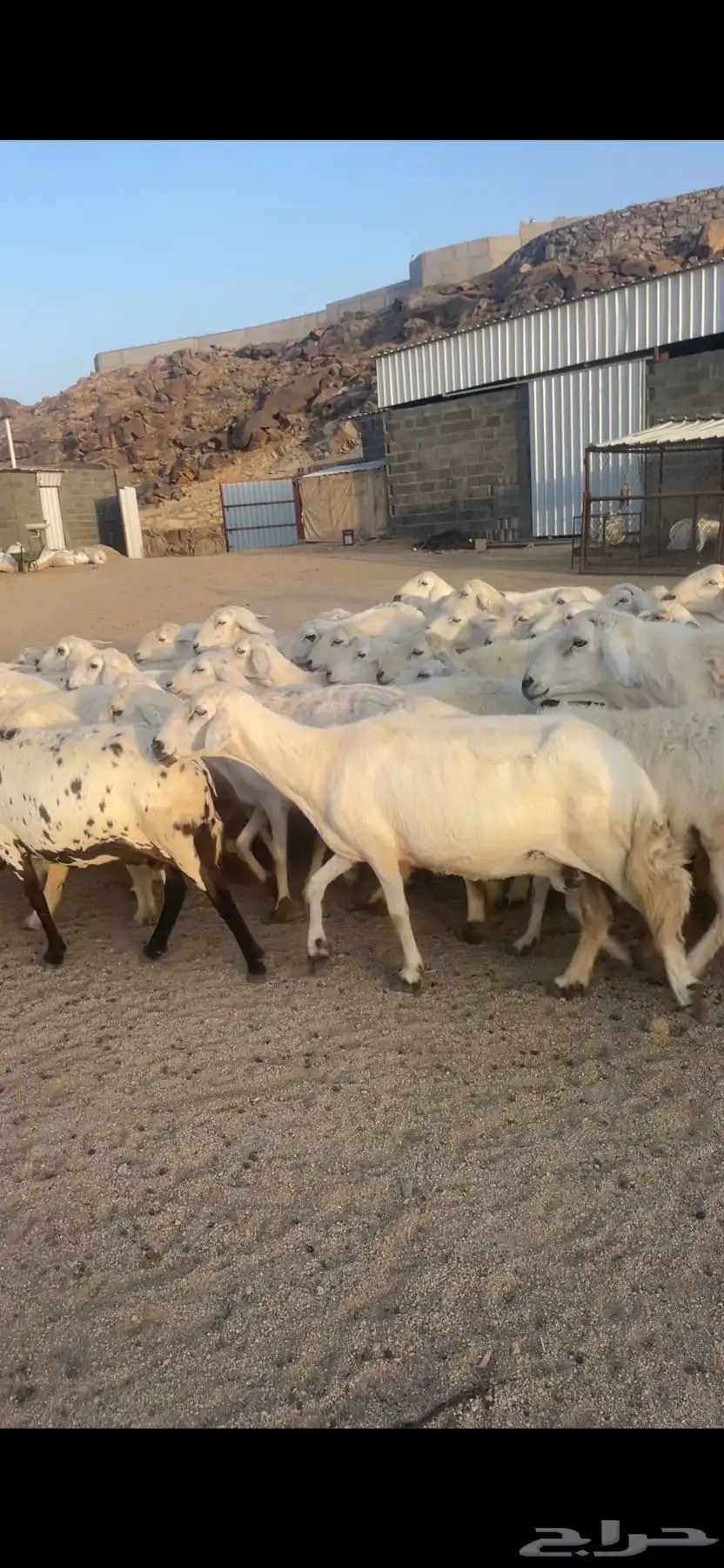 غنم دفع بفحلها 15