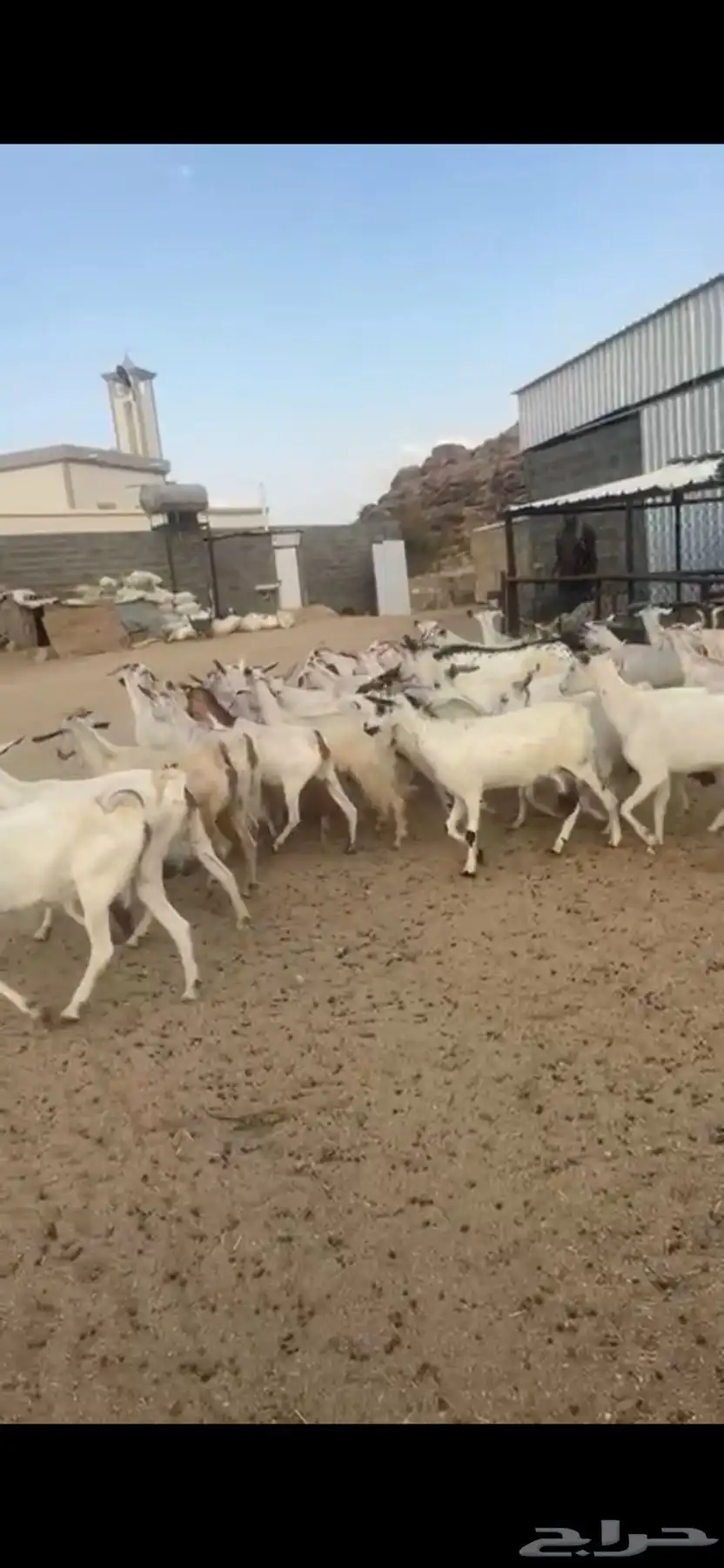 معزا دفع بفحلها 9