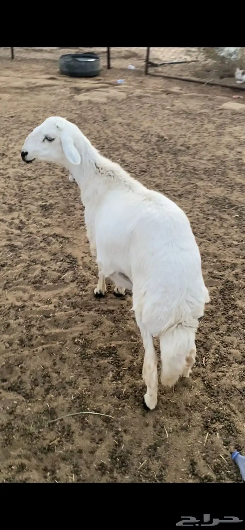 خروف جبر للبيع 2