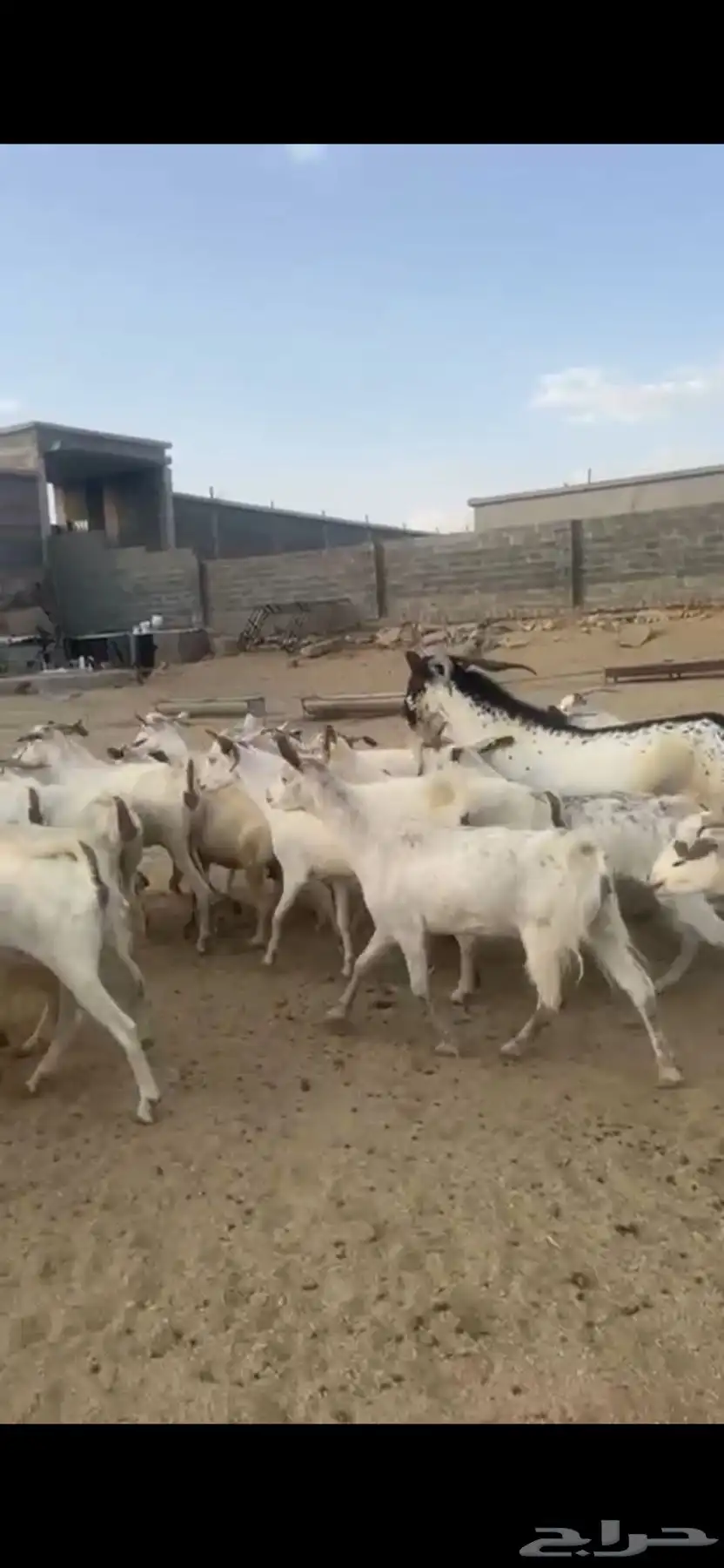 معزا دفع بفحلها 2