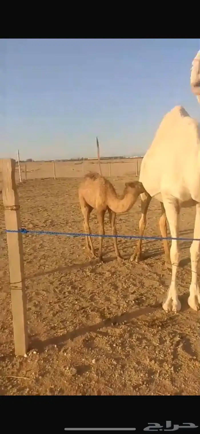 ناقة خلفة معه بكرة 1