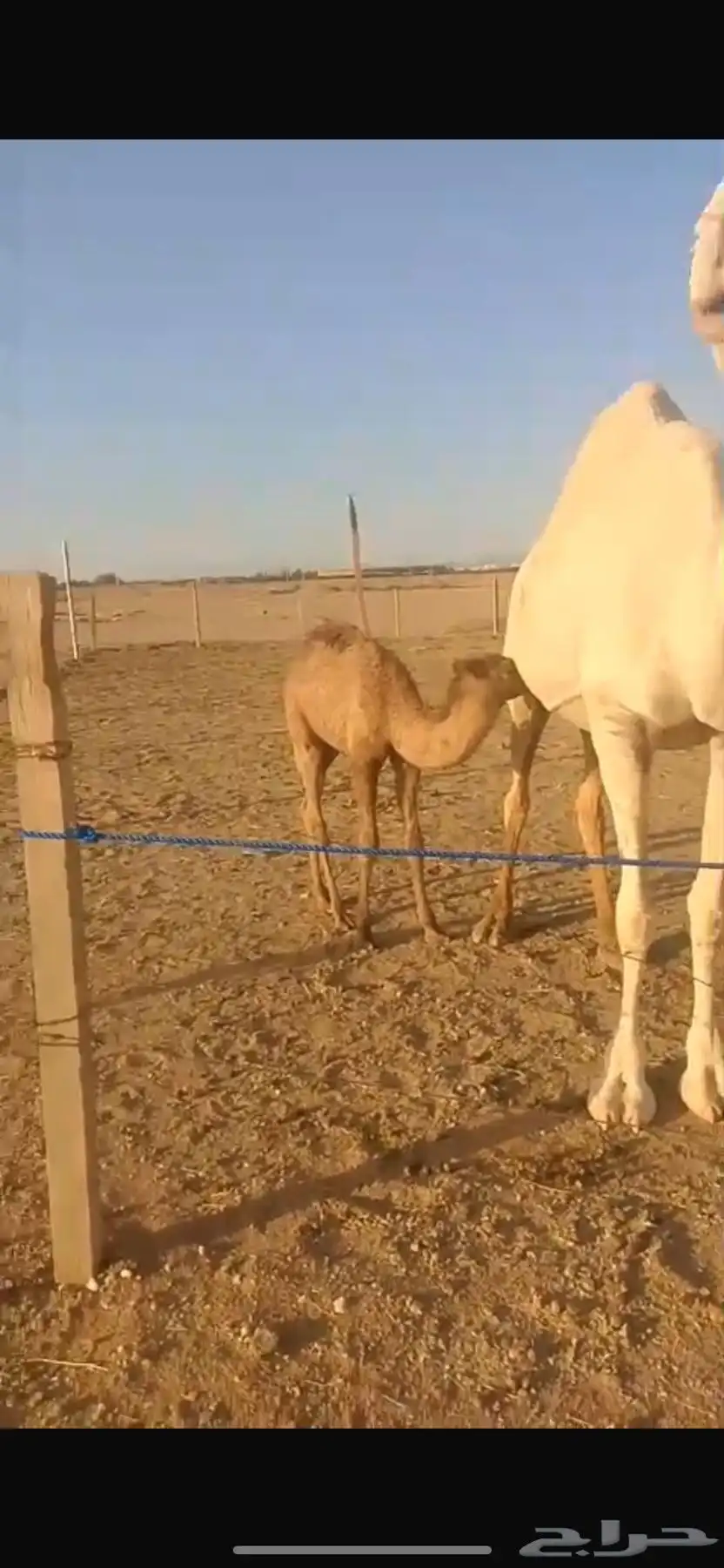 ناقة خلفة معه بكرة 1