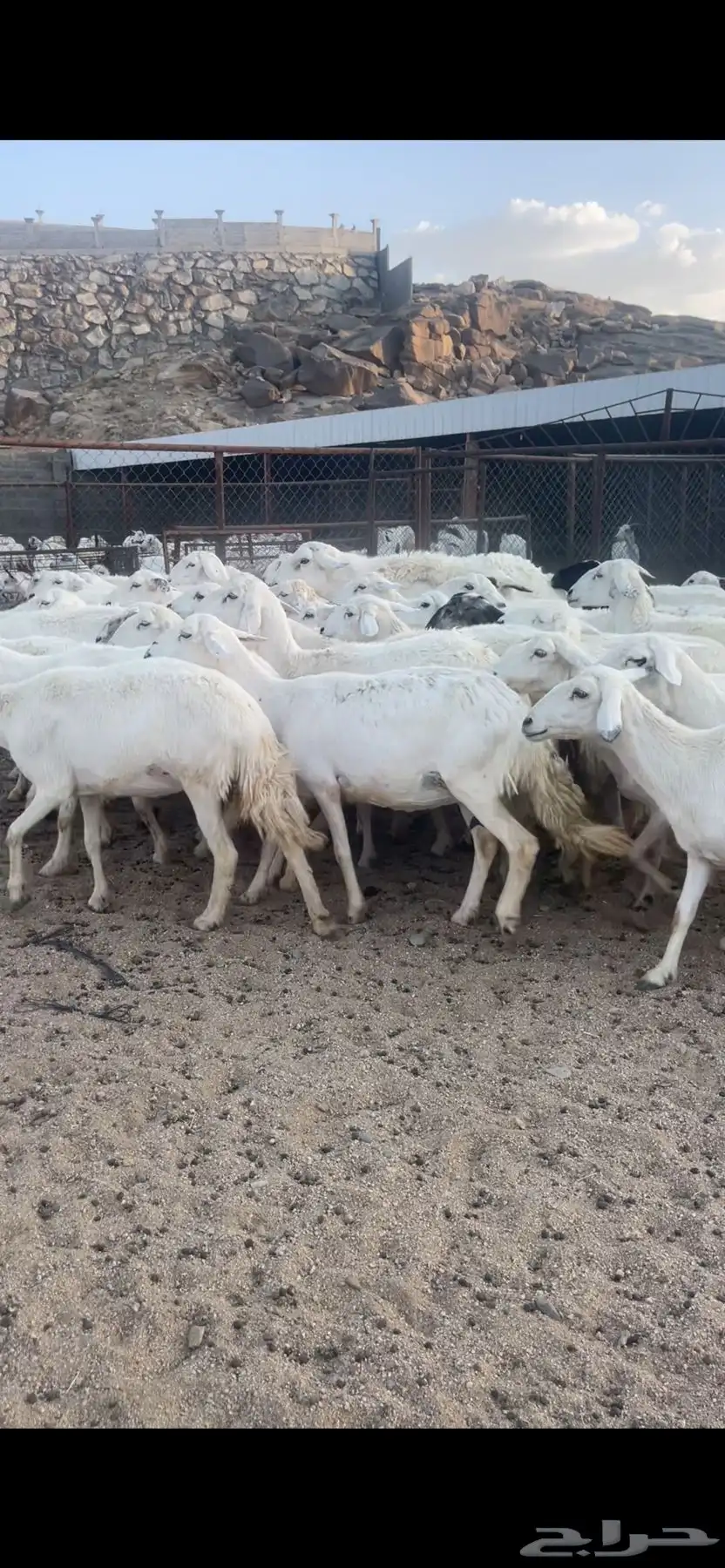 غنم دفع بفحلها 5