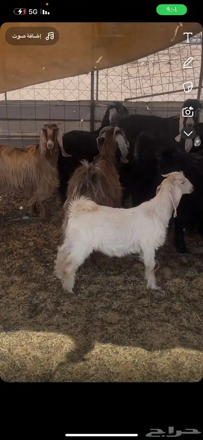 حريات 6