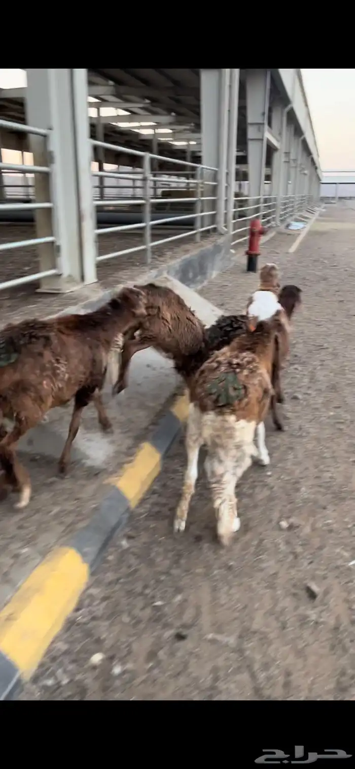 سواكني مرابي جذعان وثنيان مناسبات 4