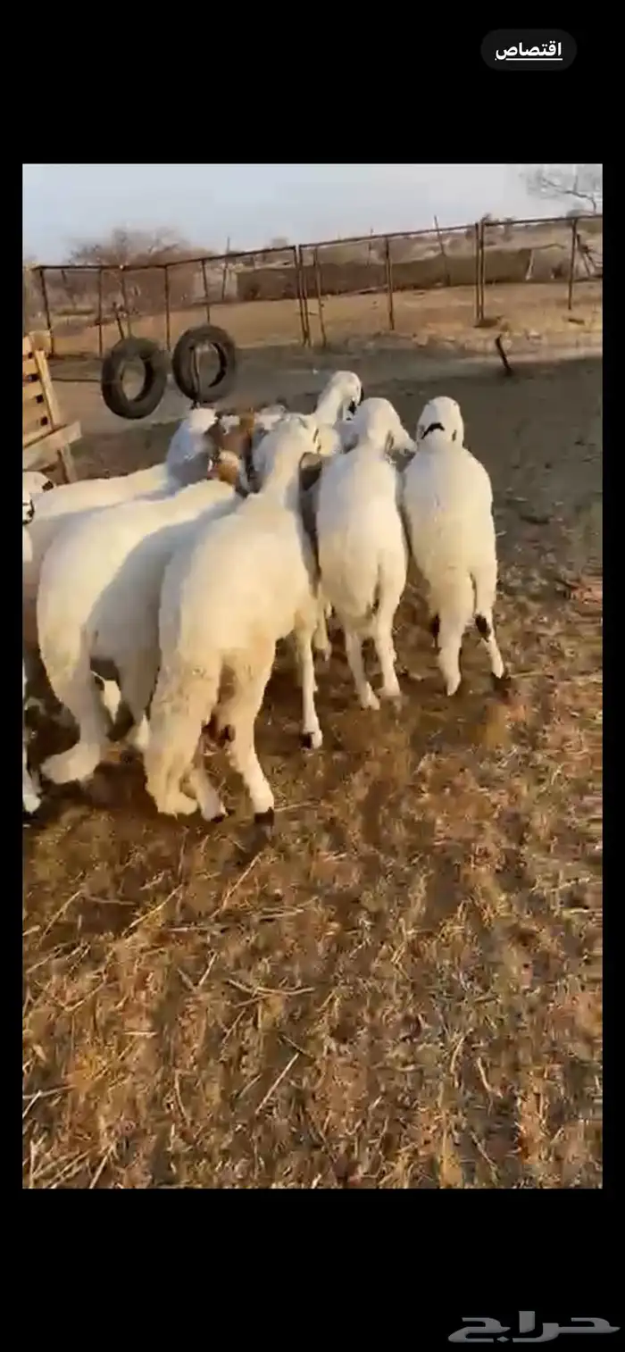 جذعان مرباه البيع جمله وتفريد للمناسبات والزواجات 0