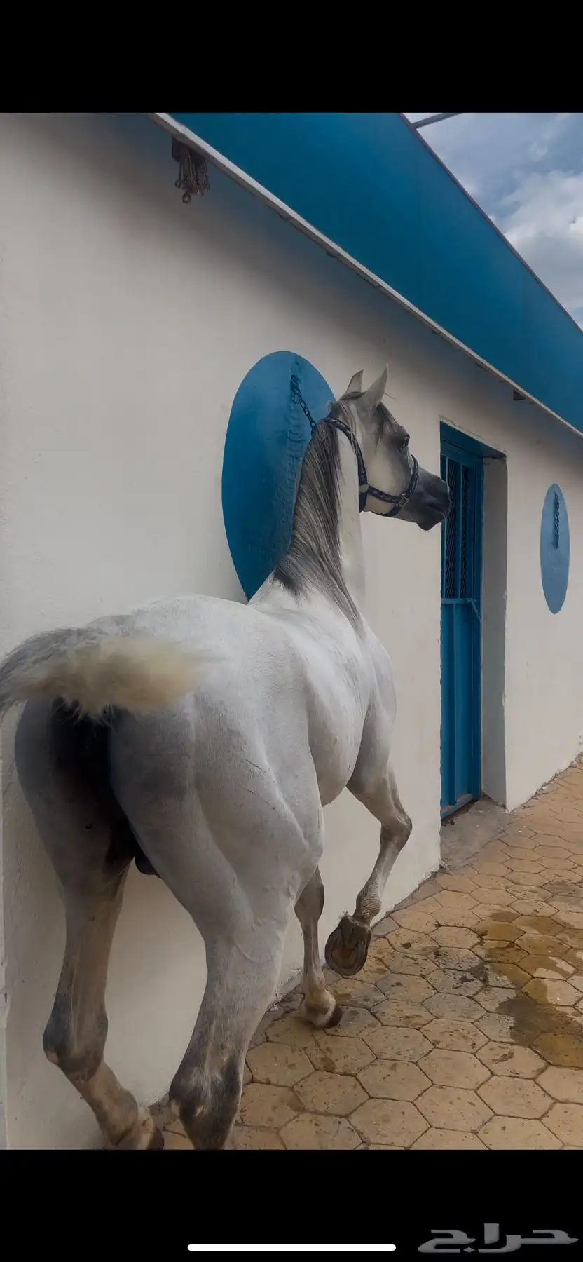 خيل للبيع 3