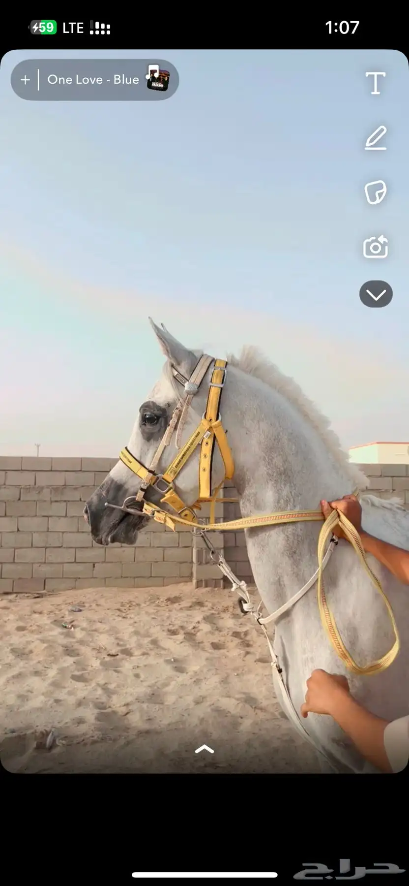 حصان شعبي كفوو 0