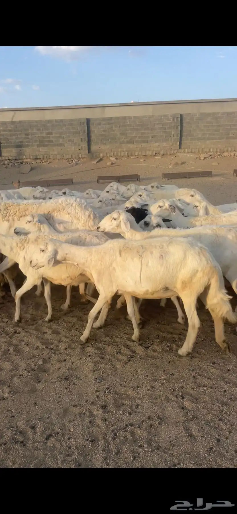 غنم دفع بفحلها 12
