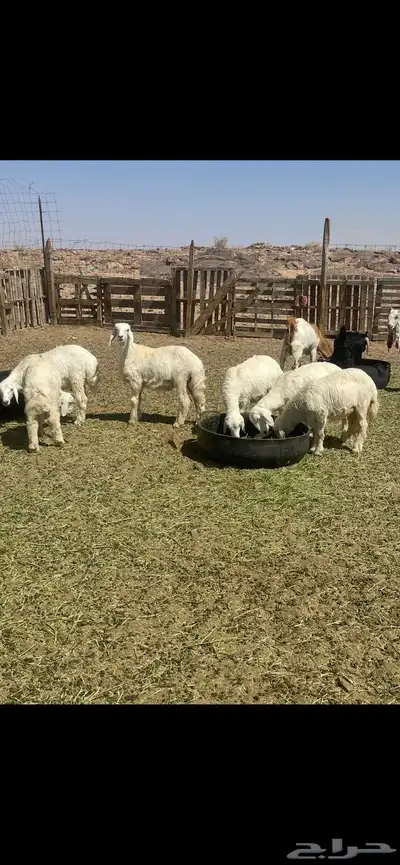 حريات خرفان 0