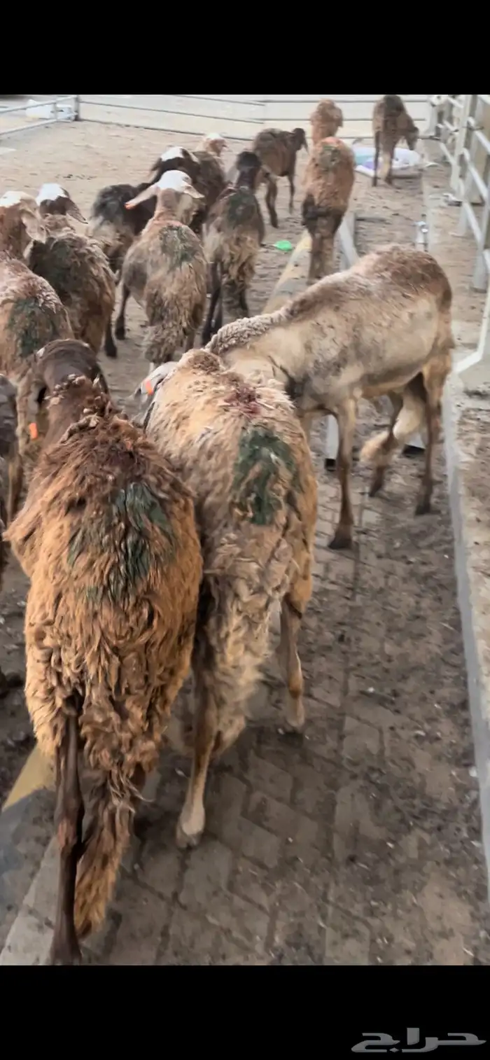 سواكني مرابي جذعان وثنيان مناسبات 0