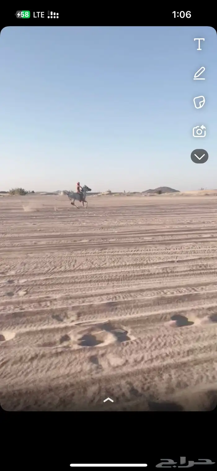 حصان شعبي كفوو 2