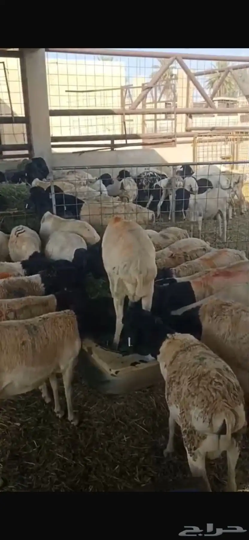 برابر للبيع ببريدة 0