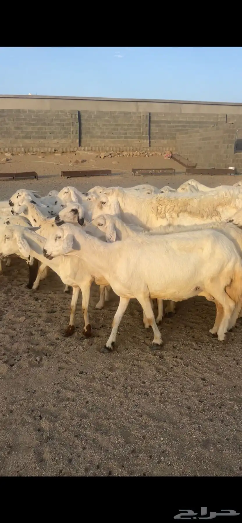 غنم دفع بفحلها 14