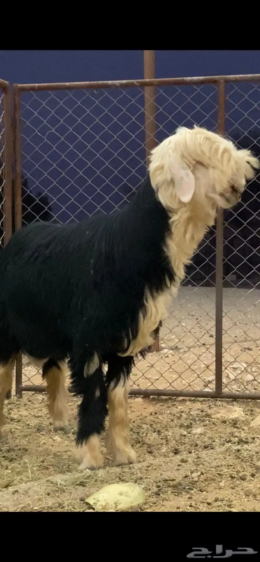 فحل نجدي 5