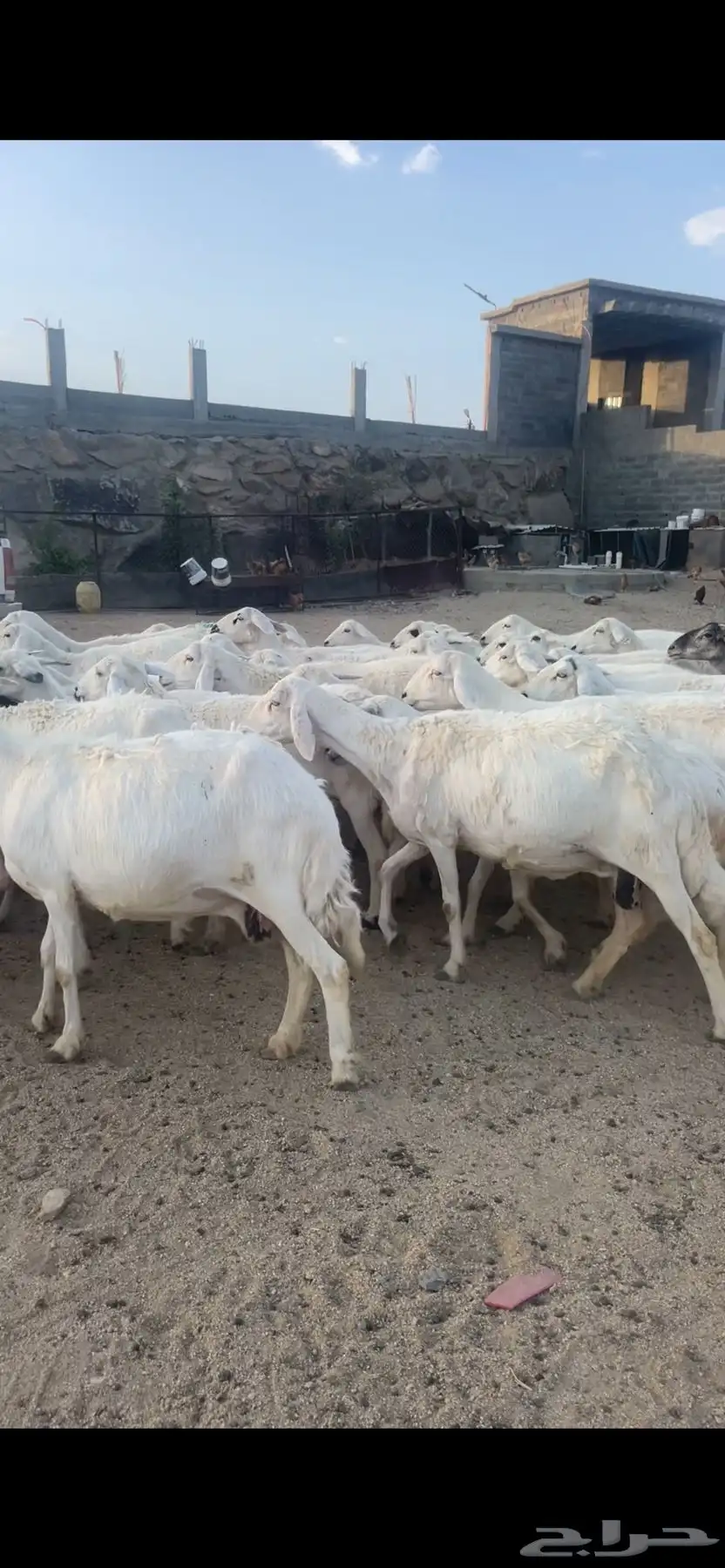 غنم دفع بفحلها 7