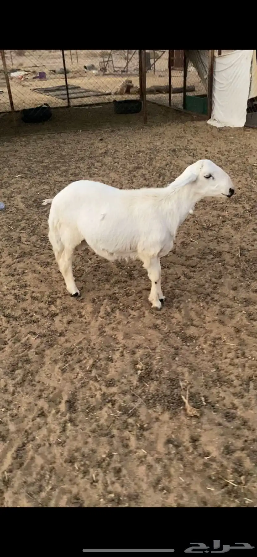 خروف جبر للبيع 1