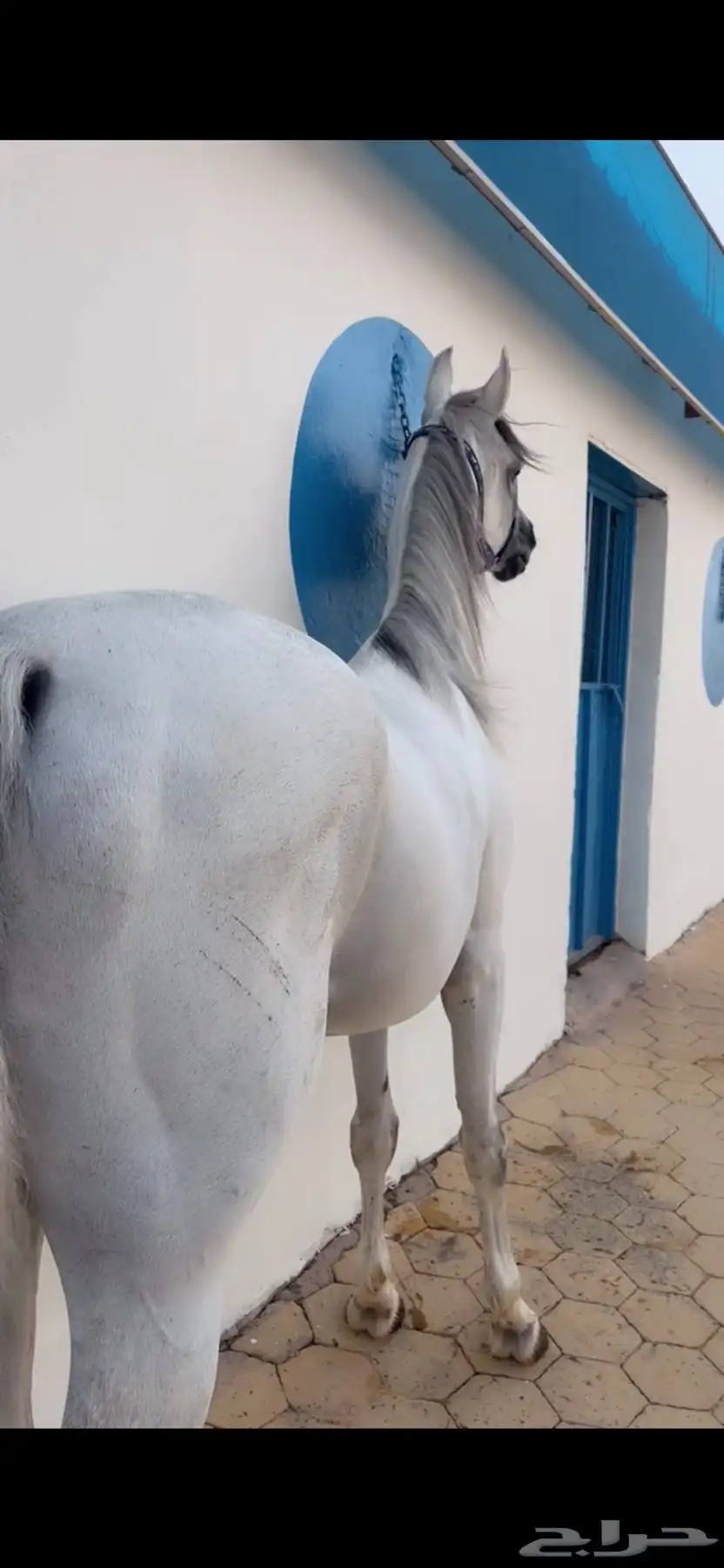 خيل للبيع 1