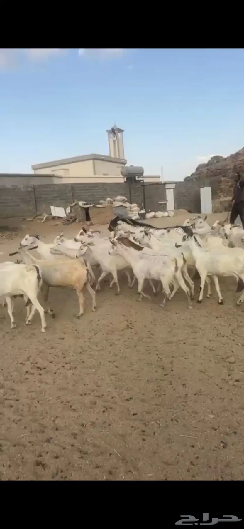 معزا دفع بفحلها 6
