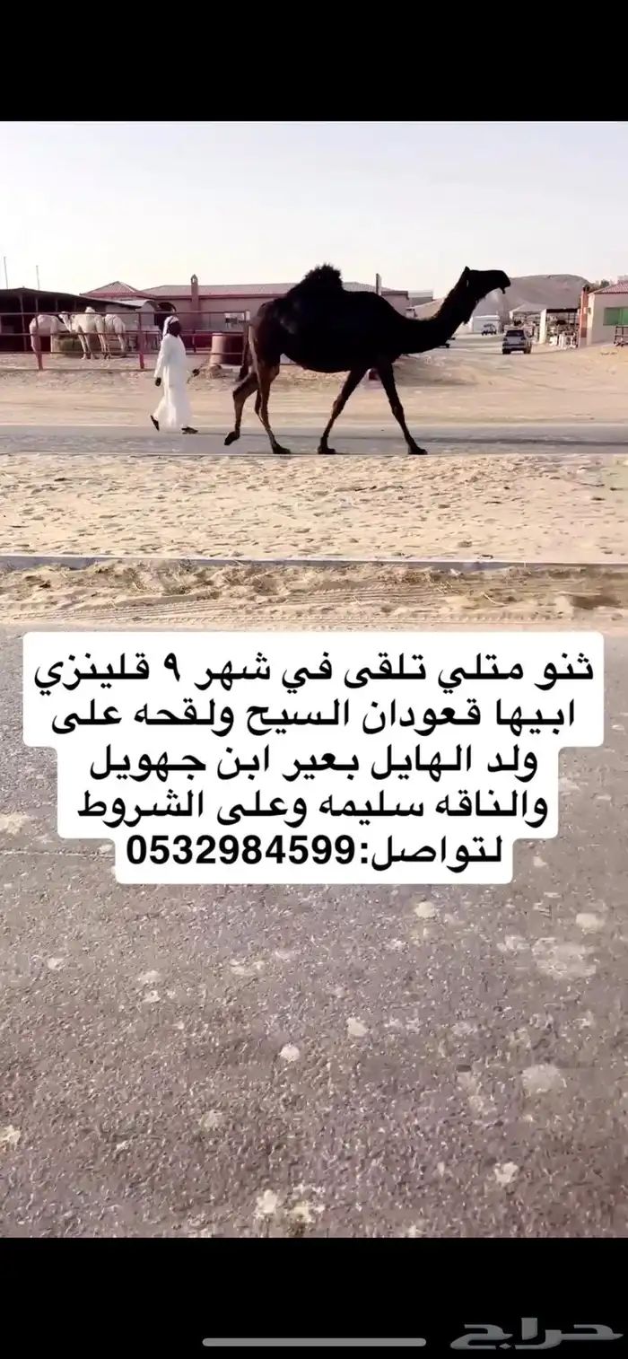 لقحه 0
