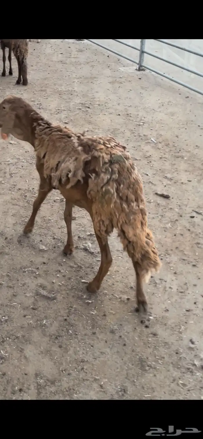 سواكني مرابي جذعان وثنيان مناسبات 1