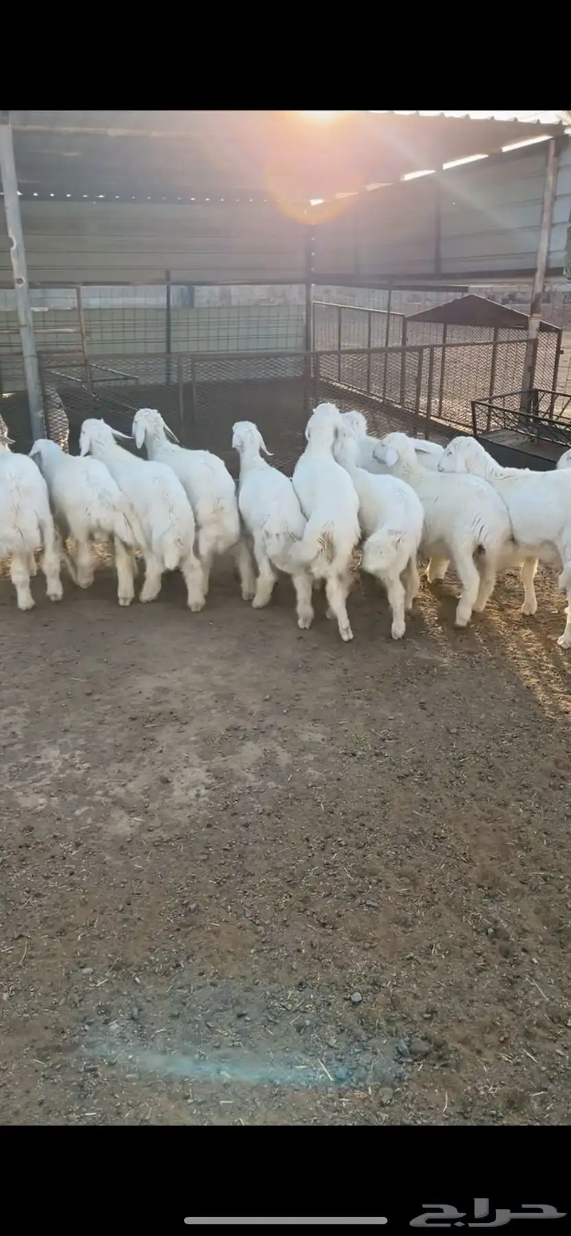 طليان مناسبات 1