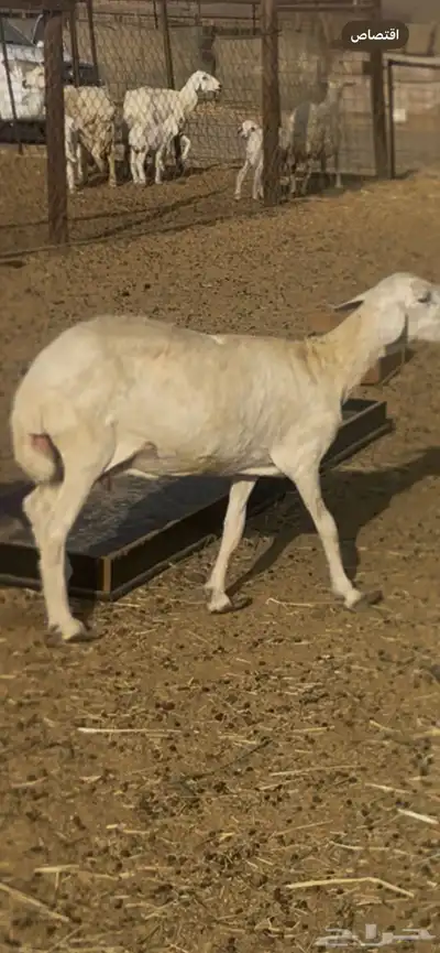 تم البيع 0