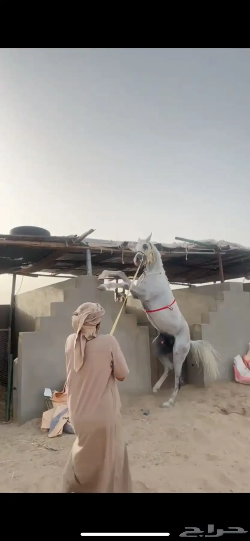 حصان شعبي كفوو 1