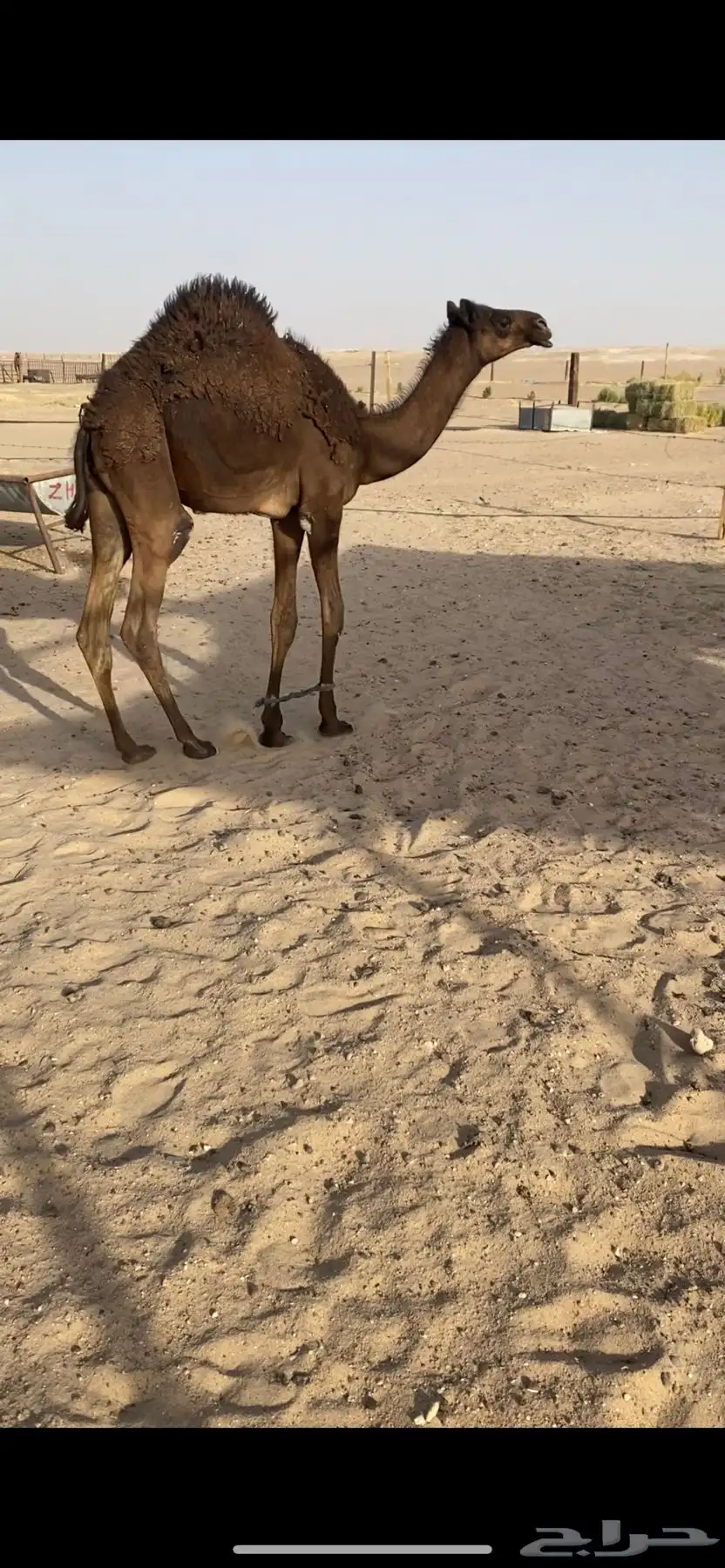 قعود فل شحم 1