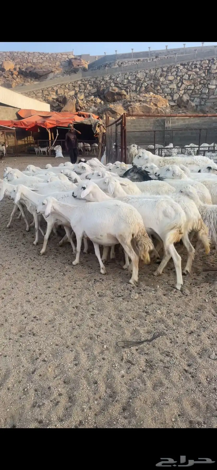 غنم دفع بفحلها 1