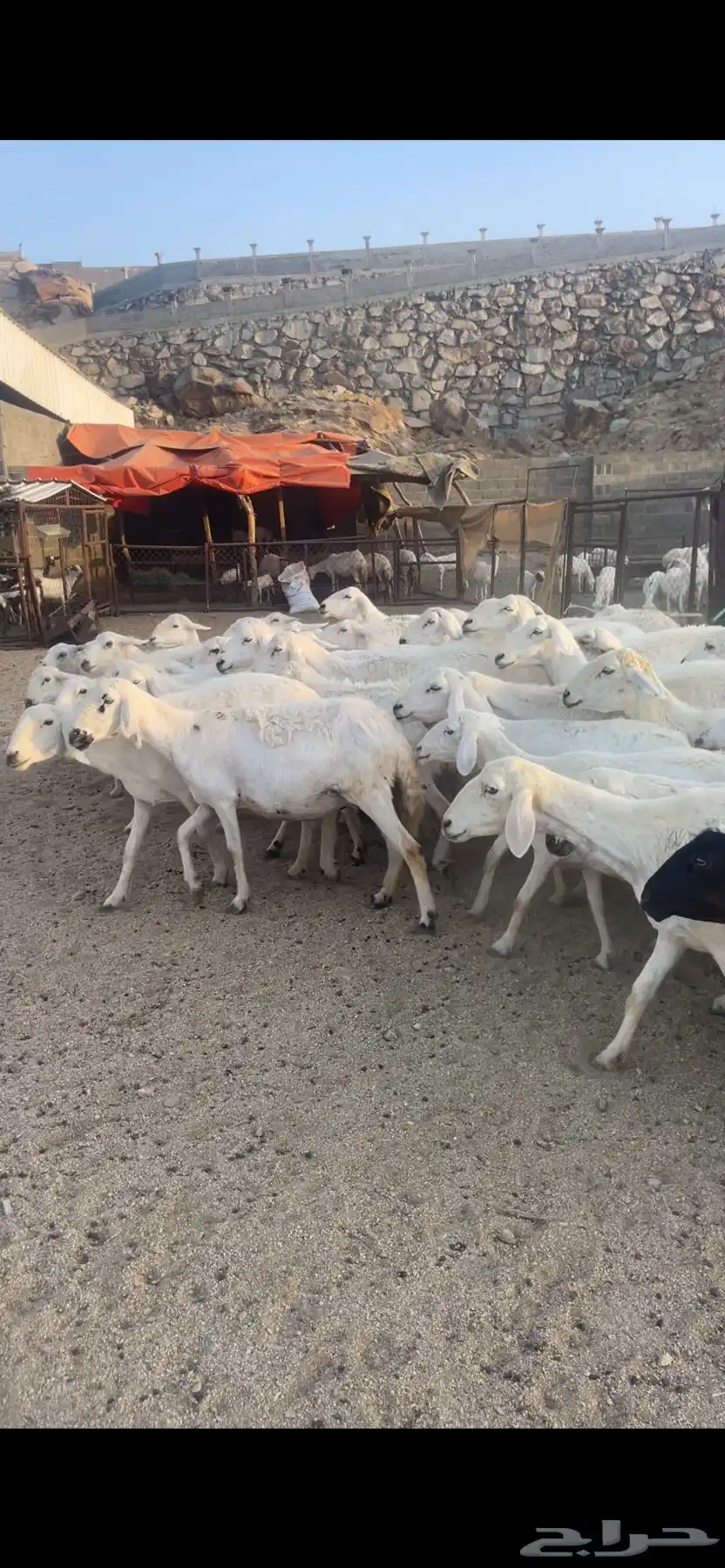 غنم دفع بفحلها 17