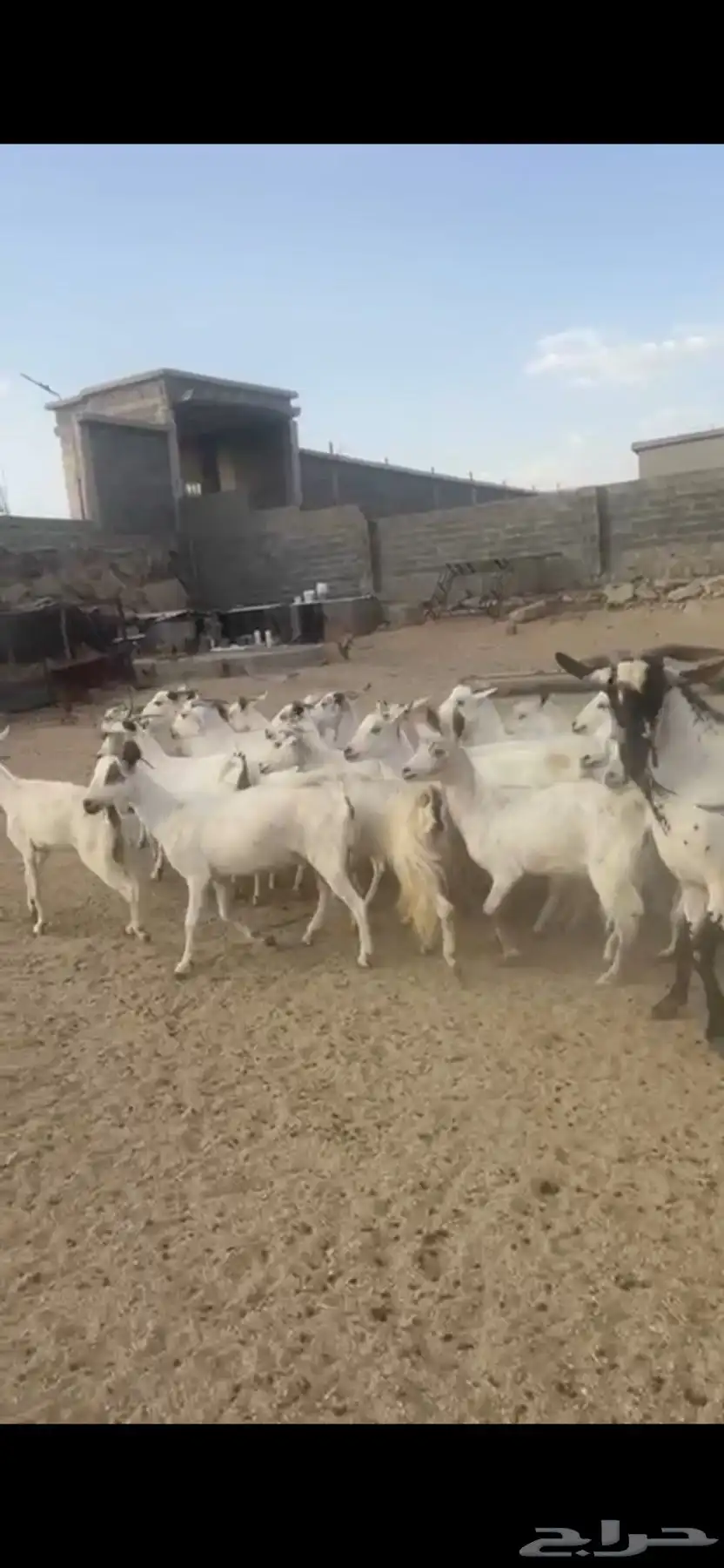 معزا دفع بفحلها 1