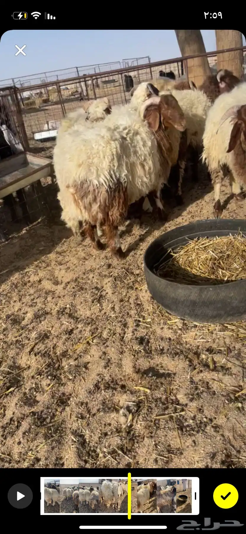 بهم نعيم طيب شكل وشعره وشحم وجبرواطراف والبيع عجل وسمح 2